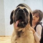 Profile Picture of Chaputepek's Eva Donna (@donnamastiff) on Instagram