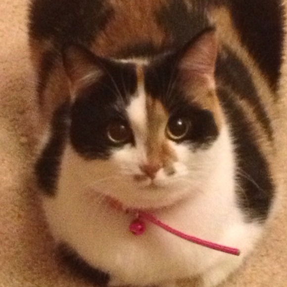 Profile Picture of Melissa Rohs (@mjrohs) on Poshmark