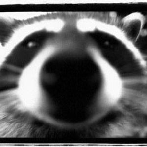Profile Picture of Mapache (@mapachepicante) on Myspace