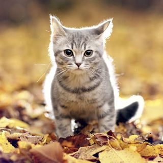 Mario Lalli - Facebook Profile Picture of Mario Lalli (@mario.lalli.790) on Facebook