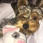 Buddy Dwayne - Instagram Profile Picture of Buddy Dwayne (@buddydwayne25) on Instagram