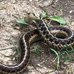 Profile Picture of Tyler Leisenring (@tyler.leisenring.75) on Instagram