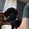 Profile Picture of Brianna Spencer (@@bree.spence) on Tiktok