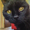 Profile Picture of Peter Ellison (@Peter-snottycat) on Flickr