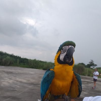 Profile Picture of MikeMateo (@MikeMateo15) on Twitter