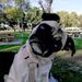 Profile Picture of Paulette Wellborn (@mypugtaz) on Pinterest
