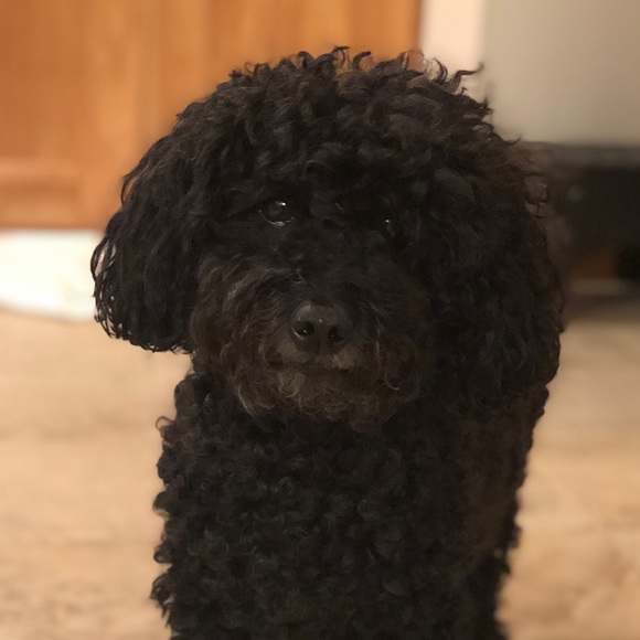 Profile Picture of Amanda Prause (@amandap1911) on Poshmark