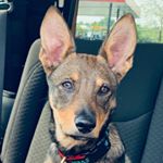 Profile Picture of Amy Crouch (@trippingbilly2018) on Instagram