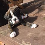 Profile Picture of Jeff Tweedy (@jefftweedyboxerdog) on Instagram