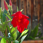 Profile Picture of Lisadiana72 (@lisadiana72) on Flickr