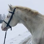 Profile Picture of Simone Bachmann (@si.bachmann) on Instagram