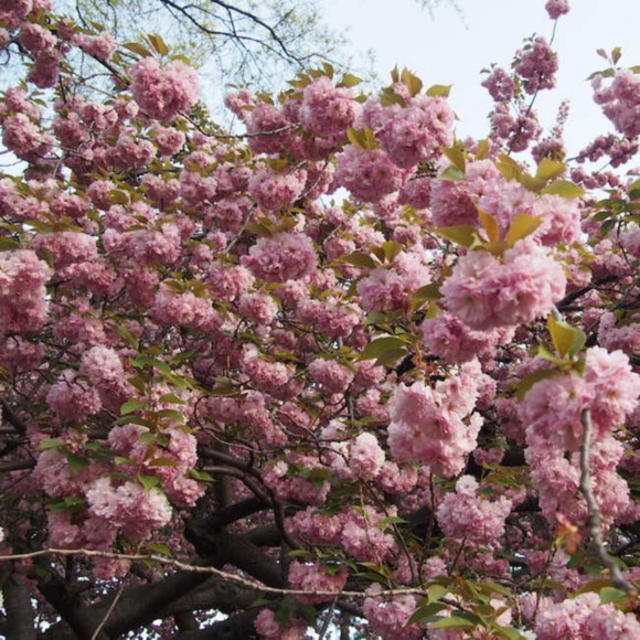 Profile Picture of Asuka Cali (@aastyles) on Poshmark