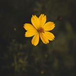 Profile Picture of Sophia🍂🍁 (@sophia.keoo) on Instagram