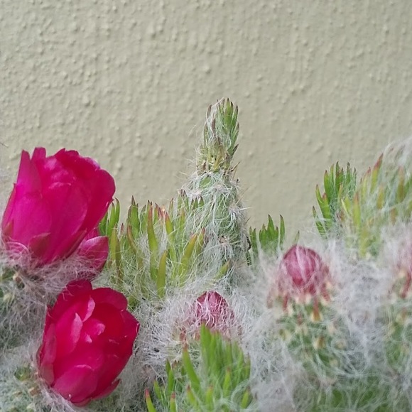 Profile Picture of Marek Pastuszynski (@marekpa) on Poshmark