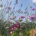 Profile Picture of Maxine Mahon (@maxine.mahon) on Instagram