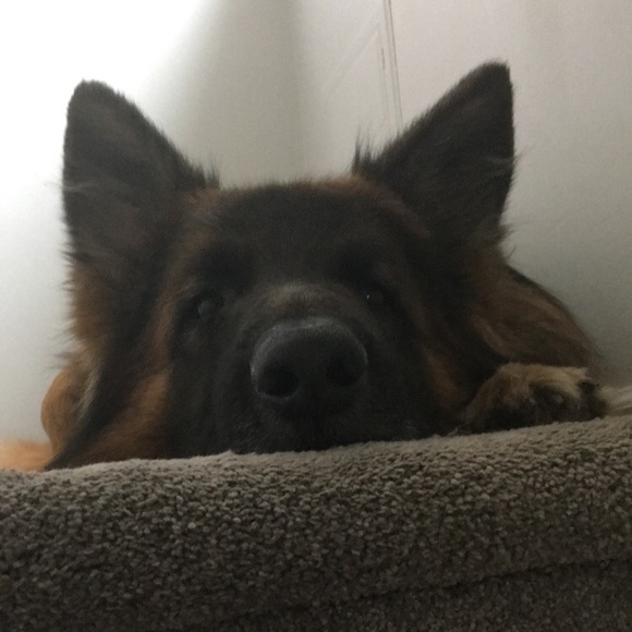 Profile Picture of Belle Umansky (@icumans) on Poshmark