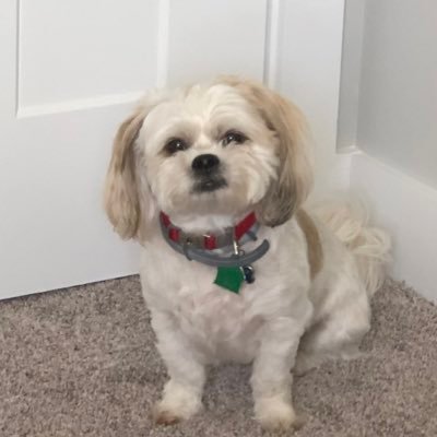 Profile Picture of Tom Beeker (@tom_beeker) on Twitter