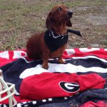 Profile Picture of Macy Lopez (@macy_thedachshund) on Instagram