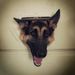 Profile Picture of Jill Wilhelm (@jillearp) on Pinterest