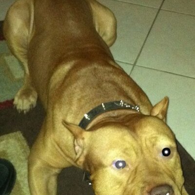 Tabitha Rivas - Twitter Profile Picture of Tabitha Rivas (@rosaluzrivas) on Twitter