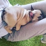 Profile Picture of Gina De Vivo (@gina_e_popeth_the_frenchie) on Instagram