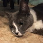 Profile Picture of Paige Bastian (@ember_the_raptor) on Instagram