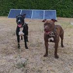 Profile Picture of Tyson & Kenya APBT (@tyson_e_kenya) on Instagram