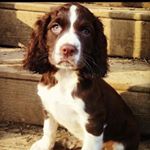 Profile Picture of arthur.the.springer (@arthur.the.springer) on Instagram