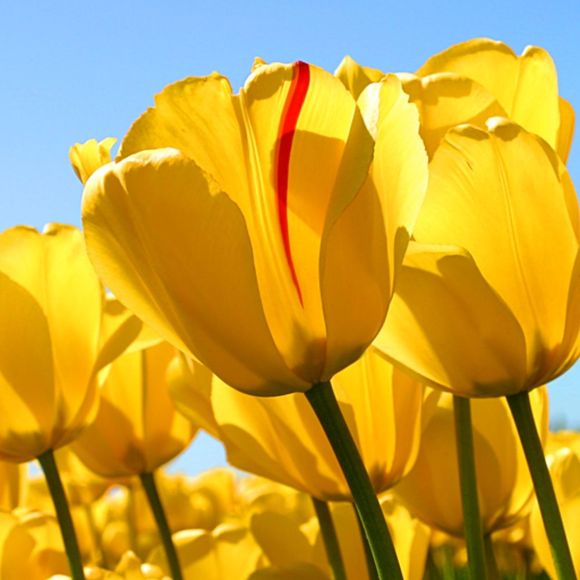 Profile Picture of Shoshi Dershowitz (@sdershow) on Poshmark