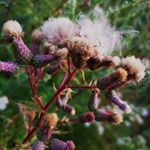 cняıƨтαпƨκı - Instagram Profile Picture of cняıƨтαпƨκı (@christanski_photography) on Instagram