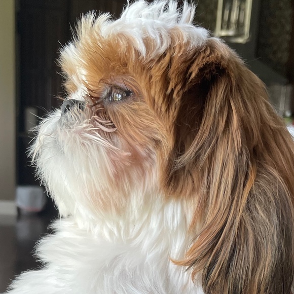 Profile Picture of Calvin Xu (@calvin_x) on Poshmark