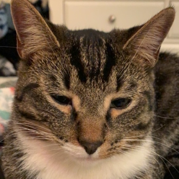 Profile Picture of Kaylee Kinross (@kkluvbug12) on Poshmark