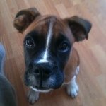 Profile Picture of Darren White (@darrenwhite_) on Instagram