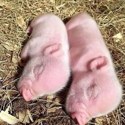 Profile Picture of Anibal Solis (@AnibalS60735594) on Twitter