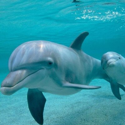 Profile Picture of Alexa Guerra (@alexaguerra5) on Twitter