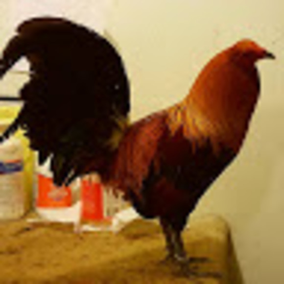 Profile Picture of Chad Wright (@chadw1wb) on Poshmark