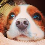 Profile Picture of Chester Blakeley (@prince_chester_the_cavalier) on Instagram