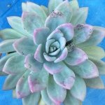 Profile Picture of a.brazell (@bentleymarie) on Instagram