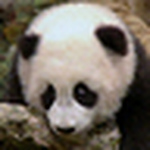 Profile Picture of Amanda Renner (@acrenner5) on Flickr