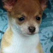 Profile Picture of Larry Roche (@larryroche8582) on Youtube