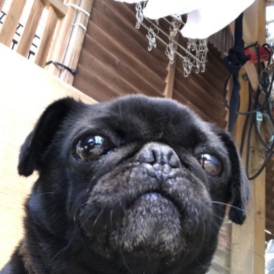 Profile Picture of Yuta Tsukidate (@tsuki_date) on Twitter