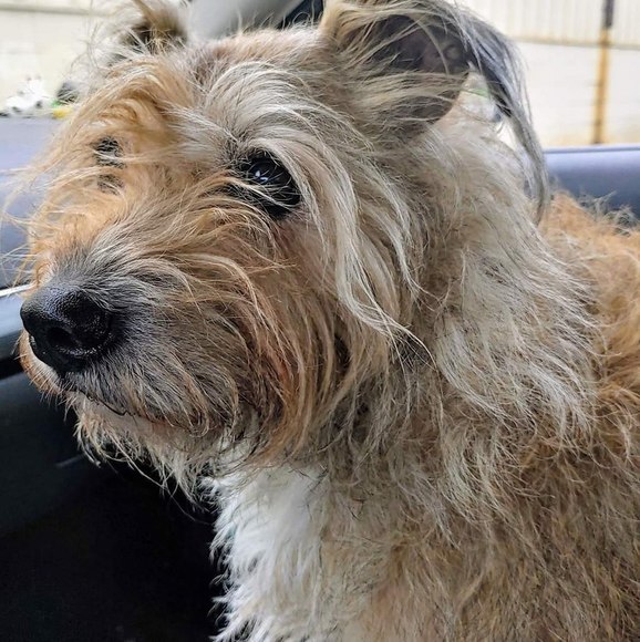 Profile Picture of Kim Kollmann (@blankie79) on Poshmark