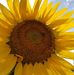Profile Picture of Joy Custer (@Joy-Custer) on Facebook