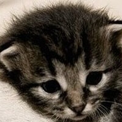 Profile Picture of Jesse Tang (@jessetangL) on Twitter