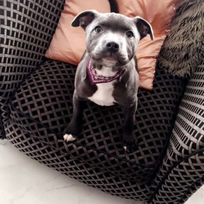 Profile Picture of Ross Doherty (@rossdoherty13) on Twitter