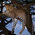 Profile Photo of Leopardon Wikipedia