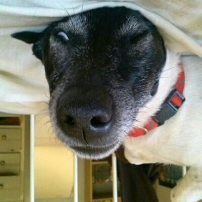 Profile Picture of Zachary Stein (@zkstein) on Twitter