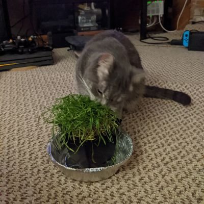 Profile Picture of Chris Lam (@chriiiis) on Twitter