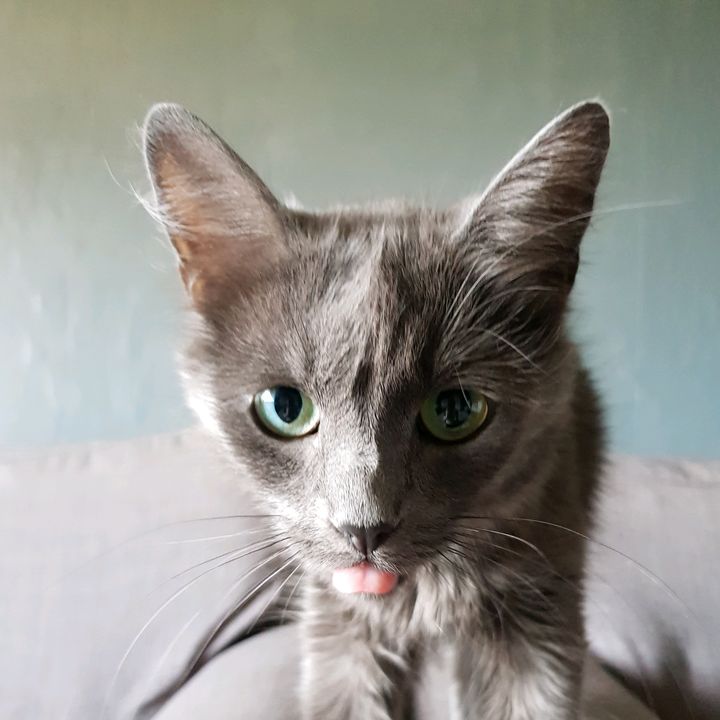 Profile Picture of kylelemon68 (@kylelemon68) on Tiktok