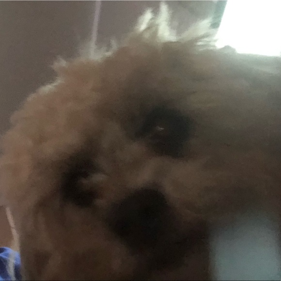 Joshua Infantes - Poshmark Profile Picture of Joshua Infantes (@joshuaboi) on Poshmark